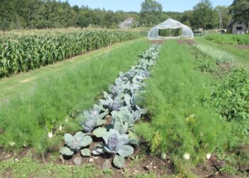 Beat the summer heat with companion planting