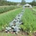 Beat the summer heat with companion planting