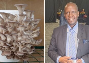 Oyster mushrooms fuel Daniels’s dream for community growth