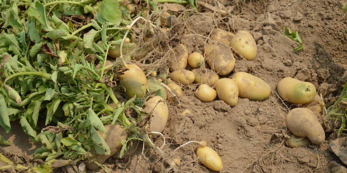 Artificial intelligence (AI) is said to allow plant biotechnologists to create climate-resistant, nutritious crops. Photo: Pixabay