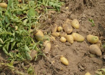 From data to dinner: AI reshaping global food systems
