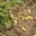 From data to dinner: AI reshaping global food systems