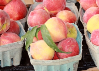 Grow perfect peaches from seed to nutritious snack