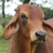 Appropriate and safe dehorning or disbudding of calves can have a huge impact on the quality of meat a livestock farmer gets from their cattle herd.