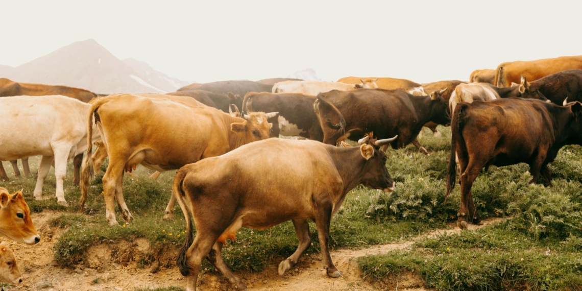 Agri Skills Transfer's 5‑day short course on beef cattle production covers everything from nutrition and health to breeding. Photo: Supplied/Food For Mzansi