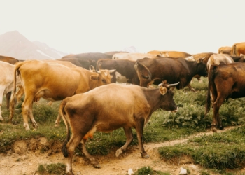 Agri Skills Transfer's 5‑day short course on beef cattle production covers everything from nutrition and health to breeding. Photo: Supplied/Food For Mzansi