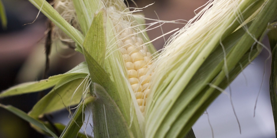 GM maize is set to be imported from the USA to compensate lower domestic production yields due to droughts. South African farmers are demanding equal access to advanced technology through policy reform.
Photo: Pixabay