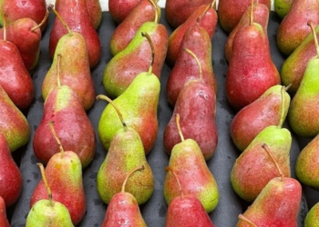 Tru-Cape ushers in promising blush pear harvest season