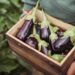 Why eggplants are Mzansi’s next superfood crop