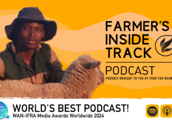 Rising star Kagiso sets sights on expanding sunflower farm