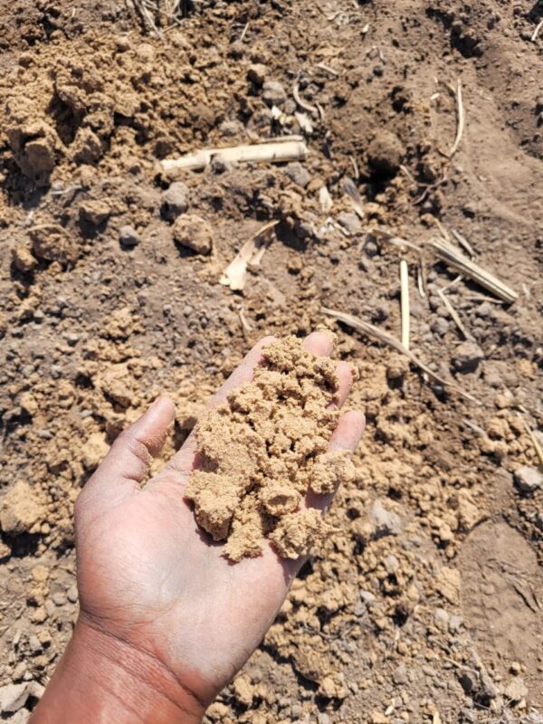 Pale albic soils a few centimetres below the surface indicates intensive leaching of nutrients.