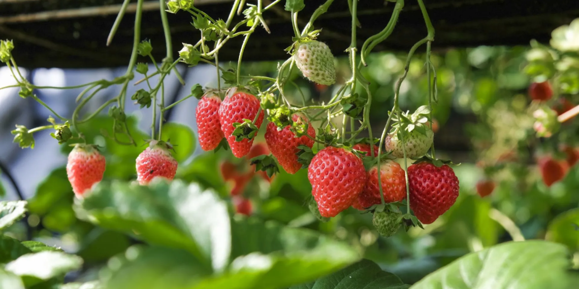 Dreaming of fresh, juicy strawberries right from your garden? Here's an article to help you start. Photo: Supplied/Freepik
