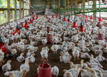 A practical guide to temperature management in poultry housing