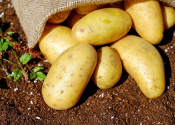 With the effects of climate change becoming increasingly evident, traditional farming methods are no longer sufficient for potato farmers. Planting without foreknowledge of the climatic conditions is a serious risk.
