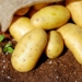 With the effects of climate change becoming increasingly evident, traditional farming methods are no longer sufficient for potato farmers. Planting without foreknowledge of the climatic conditions is a serious risk.