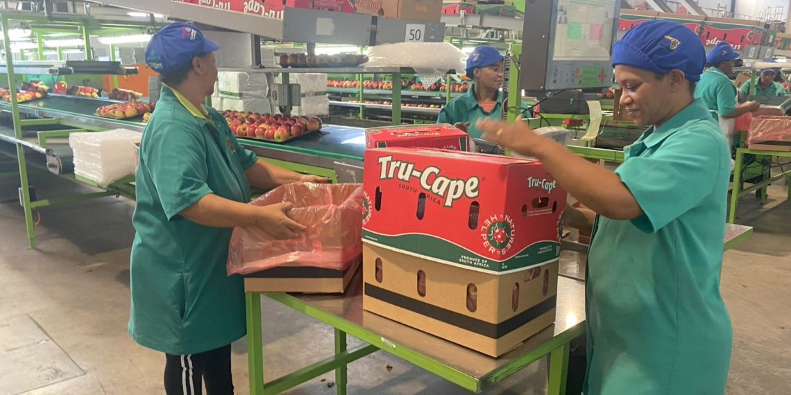 Workers at Two-a-Day in Grabouw, Western Cape. Two-a-Day, a Tru-Cape shareholder, has become South Africa’s first agribusiness certified as a top employer by the Netherlands-based Top Employers Institute. Photo: Supplied/Food For Mzansi