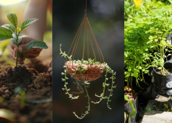 Easy steps to turn a small space into a thriving food garden