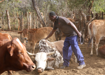 Water shortages and ageing dip tanks threaten Zim livestock