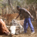 Water shortages and ageing dip tanks threaten Zim livestock