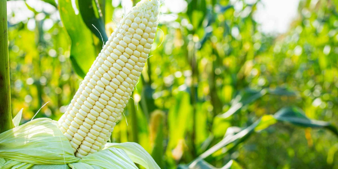 White maize stocks in South Africa are at record lows, pushing prices up by 50% and sparking concerns over household food budgets. Photo: Supplied/Food For Mzansi