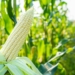 White maize stocks in South Africa are at record lows, pushing prices up by 50% and sparking concerns over household food budgets. Photo: Supplied/Food For Mzansi