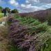 Compliance costs hinder growth of SA’s essential oil industry