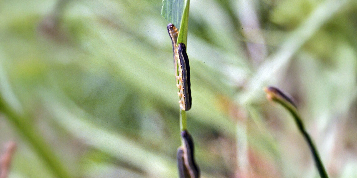 Free State farmers are urged to act swiftly as African armyworms spread across multiple municipalities, threatening pastures and crops.
Photo: WikiCommons