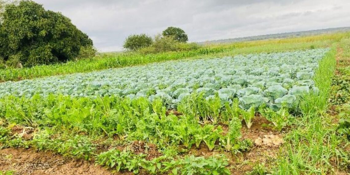 With fertiliser accounting for up to 50% of farming costs, Vumelana Advisory Fund CEO Peter Setou warns that under-capacitated land reform beneficiaries are bearing the brunt of global economic shocks. Photo: Supplied/Food For Mzansi