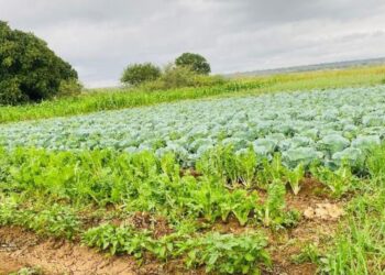 Love lives here: Farming couple embraces technology and thrives