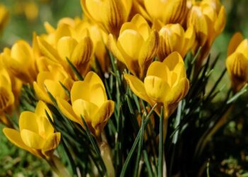 Sip nature’s remedy: The healing power of honeybush