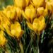 Sip nature’s remedy: The healing power of honeybush