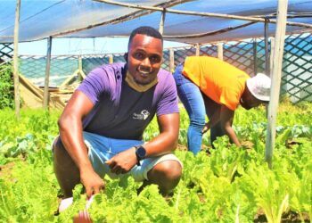 How youth-led food gardens are changing urban communities