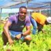 How youth-led food gardens are changing urban communities