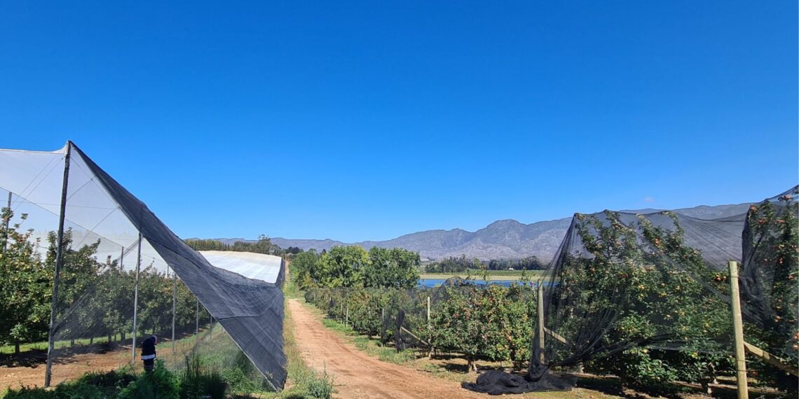 Governments need to work towards balancing demand and supply.
Photo: Hortgro