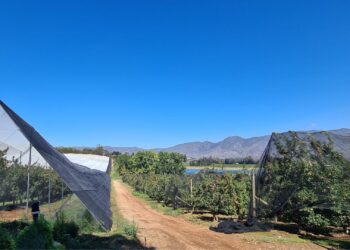 Green financing key to sustainable farming in SA