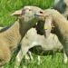 Conservation agriculture benefits livestock farmers by building climate resilience, improving pasture quality, and enhancing long-term sustainability.