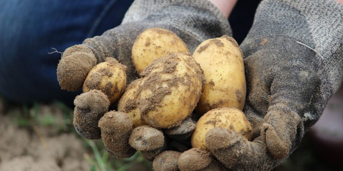One of the events to look out for is the Potato Transformation Symposium.
Photo: Pixabay