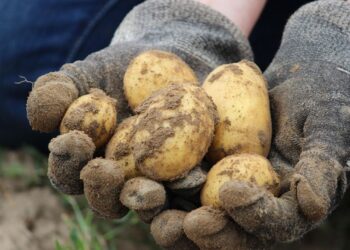 One of the events to look out for is the Potato Transformation Symposium.
Photo: Pixabay