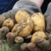 Water-smart farming Sandveld’s answer to climate crisis