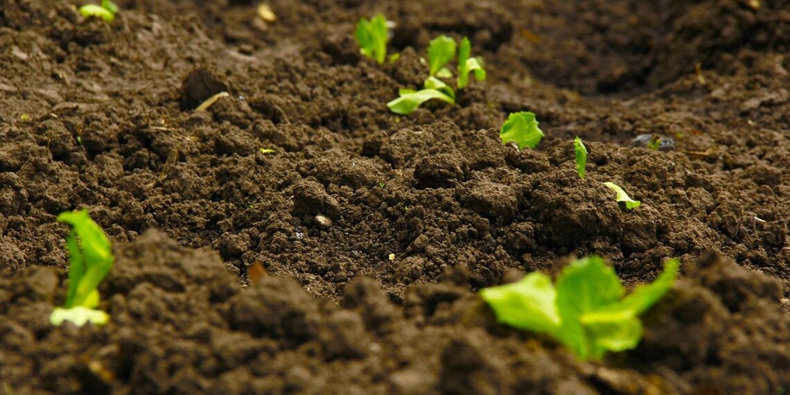 Soil scientist, Peter Mudau explains that soil acidity directly affects crop health and quality. He stresses the importance of testing the soil's pH levels. Photo: Pexels