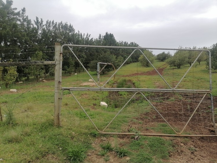 Trees at Ncera Macadamia Farm are not being harvested and staff have not been paid since June 2024. Photo: Joseph Chirume/GroundUp