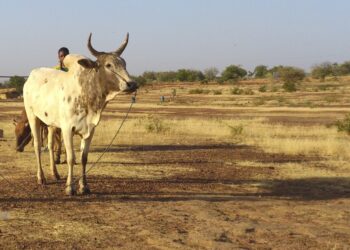 Beyond tech: Climate adaptation needs social innovation