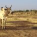 Beyond tech: Climate adaptation needs social innovation