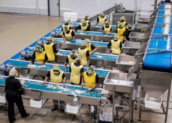 Workers sort and package premium-quality macadamia nuts, ensuring they meet global standards before export. Photo: Supplied/Food For Mzansi