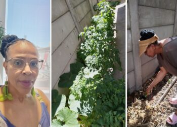 Backyard gardener discovers magic in growing vegetables