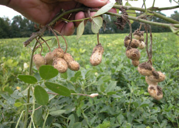 Groundnut farming: Key tips for success