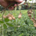 Groundnut farming: Key tips for success