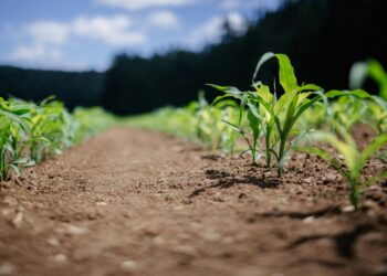 AgriCarbon enables farmers to adopt regenerative farming practices which improves soil health. Photo: Supplied/Food For Mzansi
