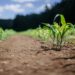 AgriCarbon enables farmers to adopt regenerative farming practices which improves soil health. Photo: Supplied/Food For Mzansi