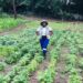 Khanyile’s comeback: Turning poultry failure into seeds of success